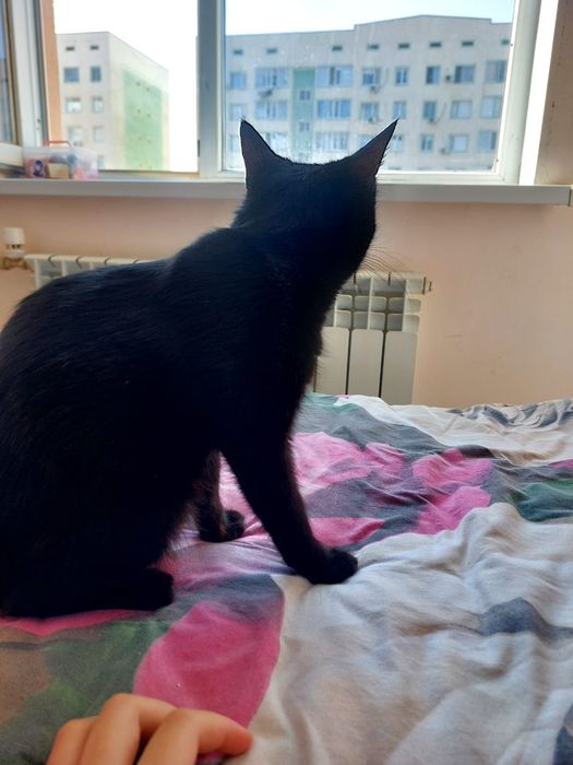 Кошка бесплатно в добрые руки