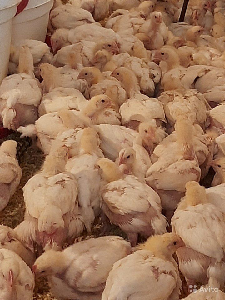 Породы кур бройлеров с фотографиями Породы кур бройлеров с фотографиями