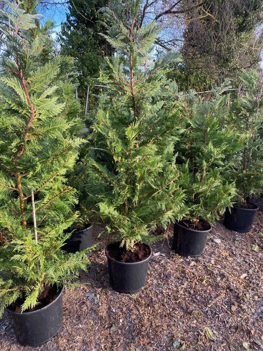 Leylandii de diverse dimensiuni