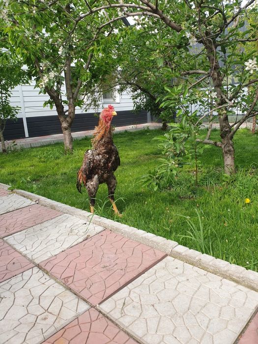 Петух дакан бойцовый