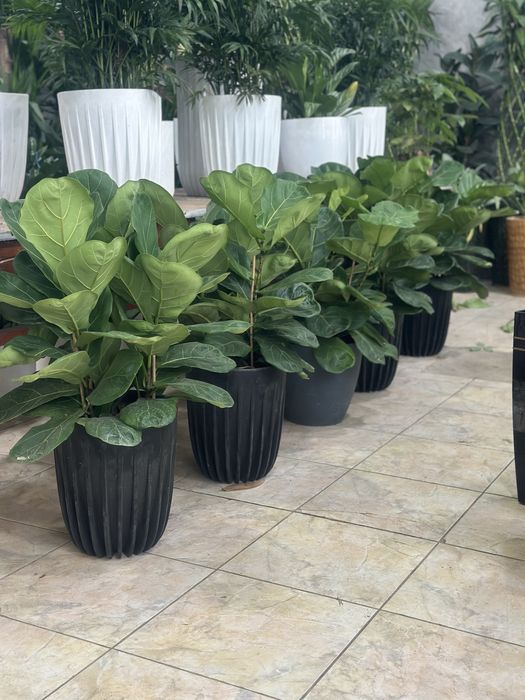 Оптом ва донага хонаки гуллар тувакда офис учун