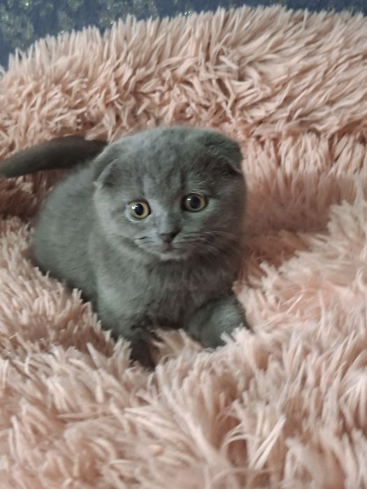 Шотландские скоттиш фолд.