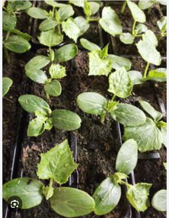 Рассада огурца.15 сортов, саженцы все по кассетам.