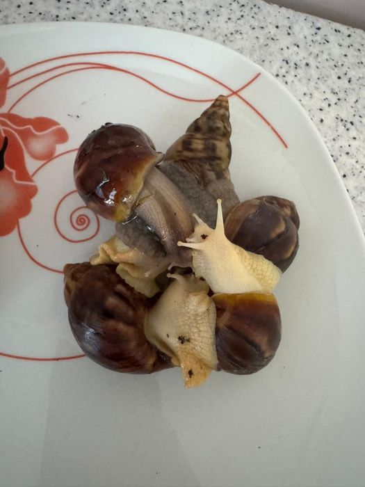 Улитка 1 шт 3000