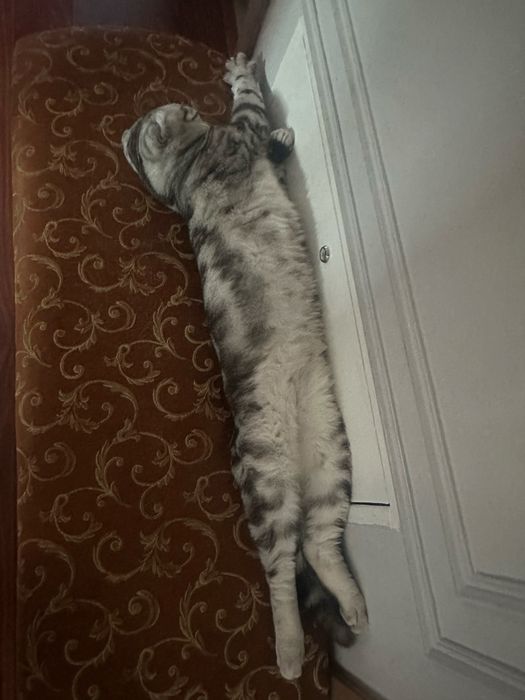 Вязка Шотландский вислоухий