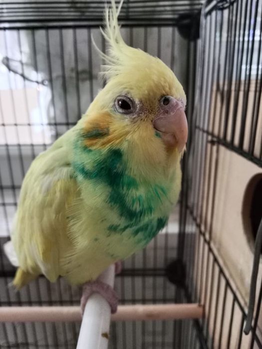 Попугай Корелла пара девочка и мальчик