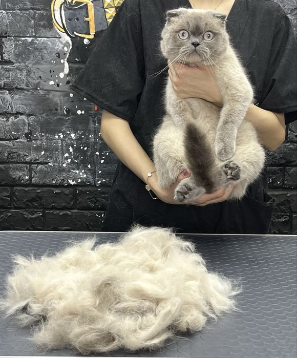 Стрижка и выческа кошек. Салон «ALIS GROOM» ориентир Мега Планет