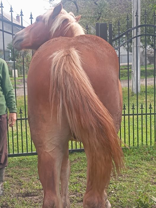 Vând mânz  de  un   1 și două luni  castrat