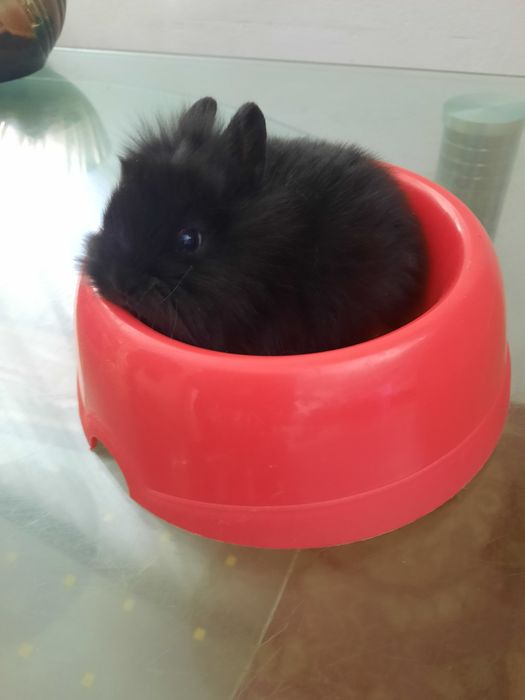 Декоративный кролик,  миник.