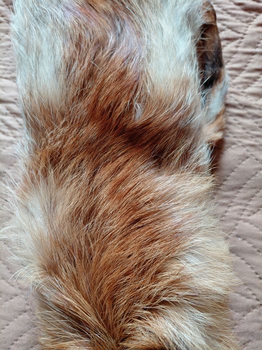 Яка от естествена кожа на рижава лисица