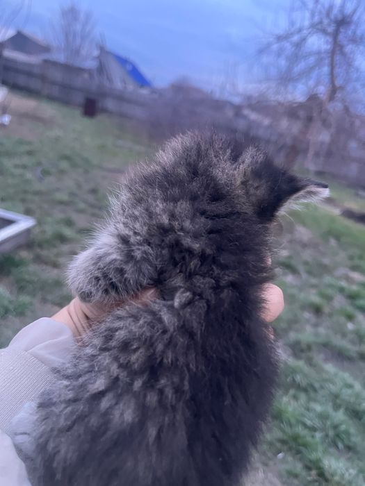 Котята, отец Британец