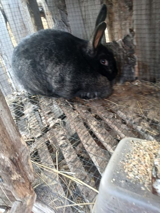 Крольчихи крупные.