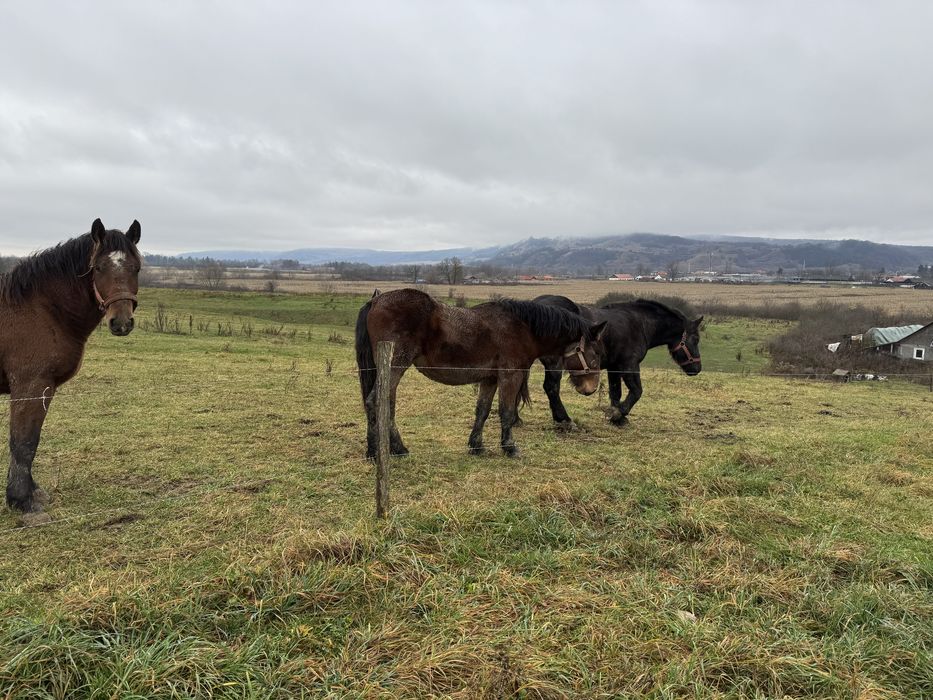 LA SCHIMB doi cârlani de un an!
