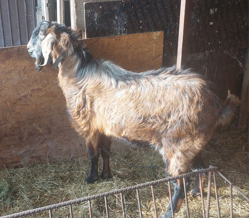 Vând Țap anglonubian