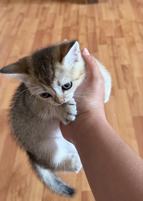 Продам котят британцы