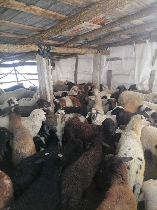 Vând Miei Paste pentru sacrificare in viu