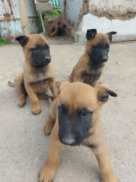 Щенки Бельгийкой овчарки
