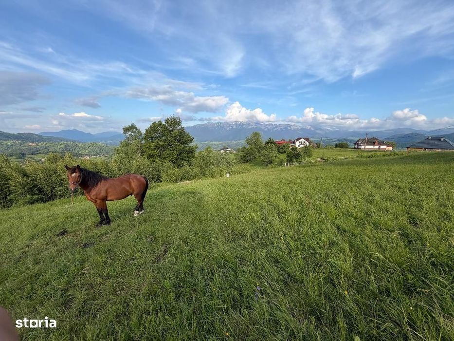 Teren intravilan 1400 mp in satul Pestera, Comuna Moieciu, zona Bran