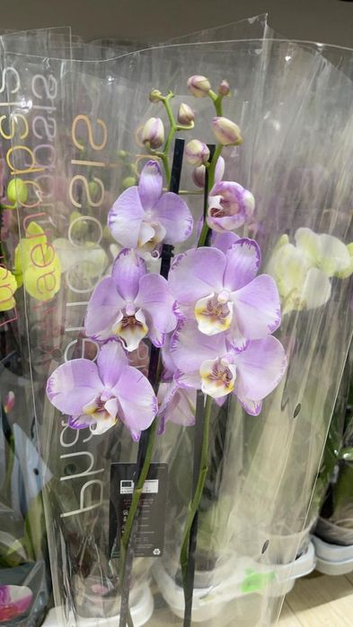 Орхидеи в наличии Кокшетау