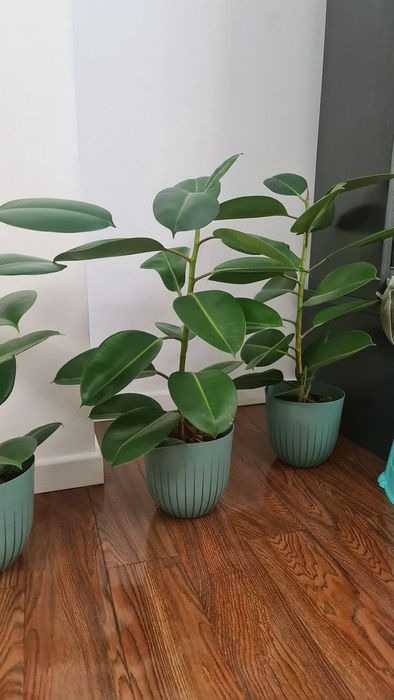 Фикус как подарок