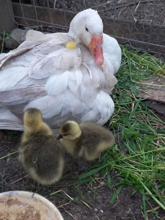 Vand oua gasca pentru incubat sau consum