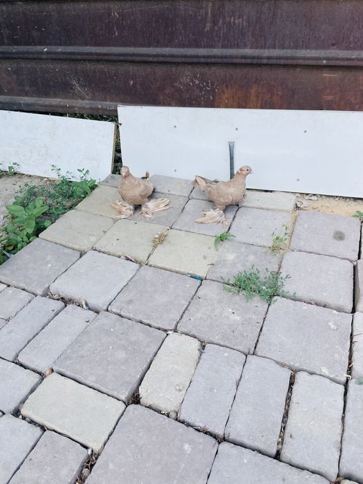 голуби  нават молодые