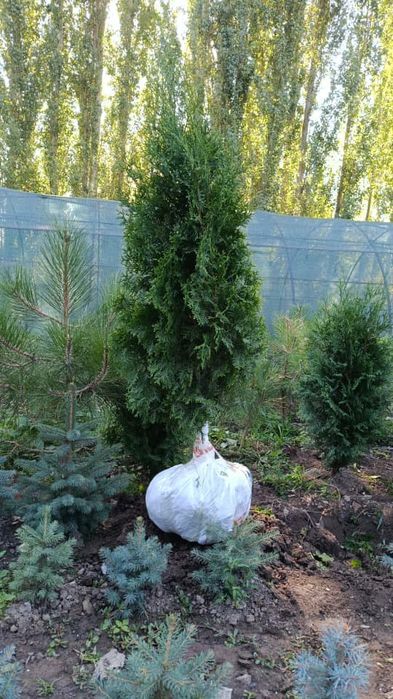 Саженцы кошет барлыгы бар