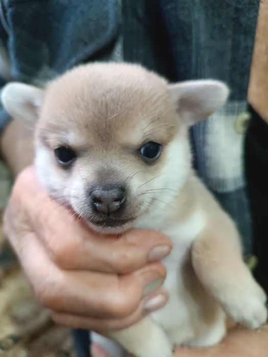 Чихуахуа-щенок мальчик продается