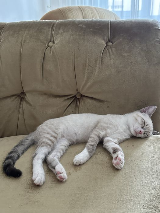 Отдам даром кота 2 месяца