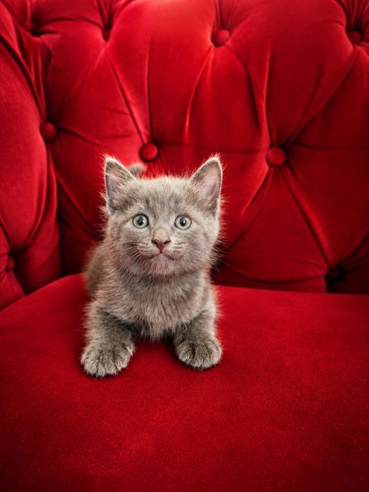 Отдам котят за шоколад