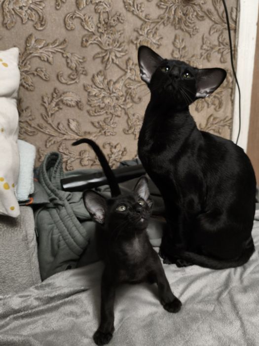 Ориентальный котёнок я