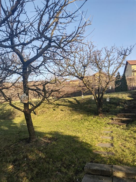 Tund tai toaletez arbori / pomi fructiferi / ornamentali