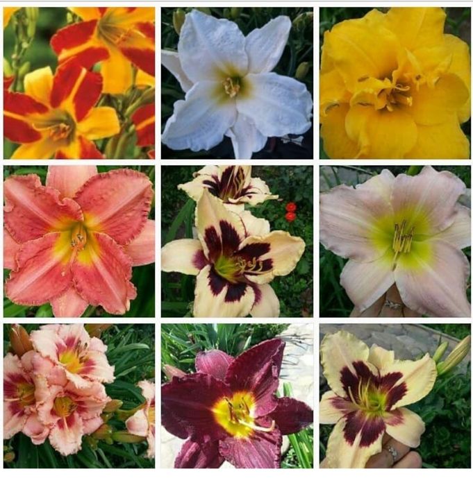 Продам цветы многолетние