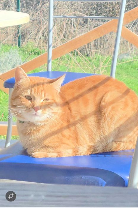 Изгубено коте, търся нов дом за рижо коте или неговите стари стопани