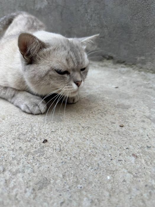 Britanskiy mushuk sotiladi