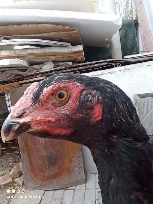 Dakan tovuq yirik  tikka