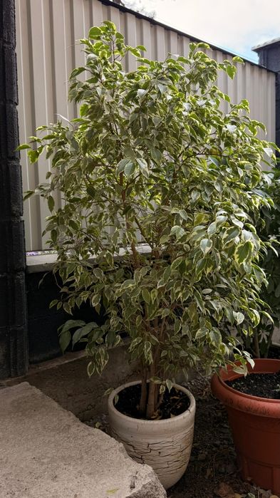 Продам фикус бенджамина