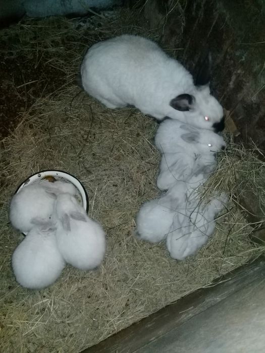 Продам калифорнийских кроликов