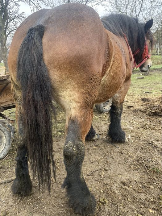 iapa cu manza de vanzare