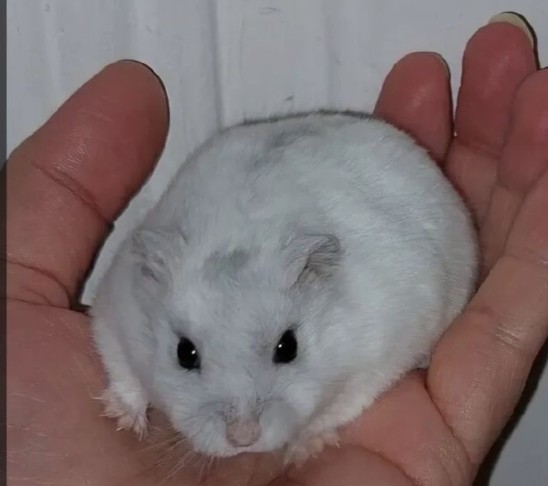 Donez fetiță hamster siberian