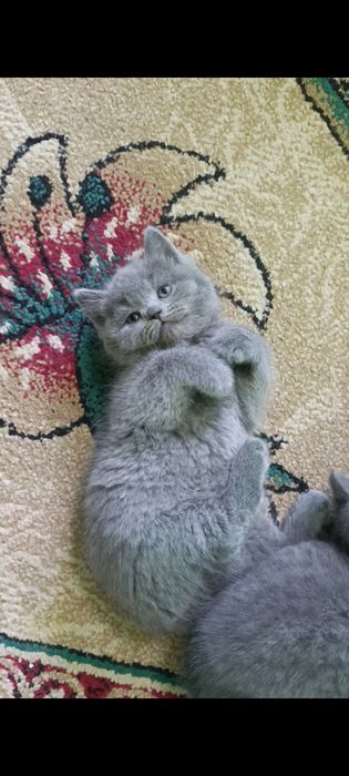 Zotdor mushuk bolalari sotiladi Scottish straight