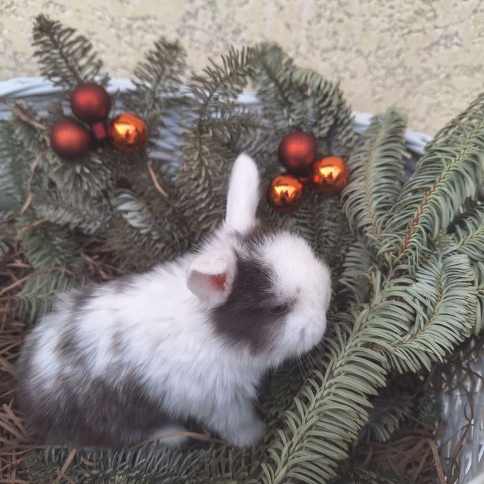 Продам Кроликов породы Минилоп Сплит/Минелоп Сплит қуёнчалар