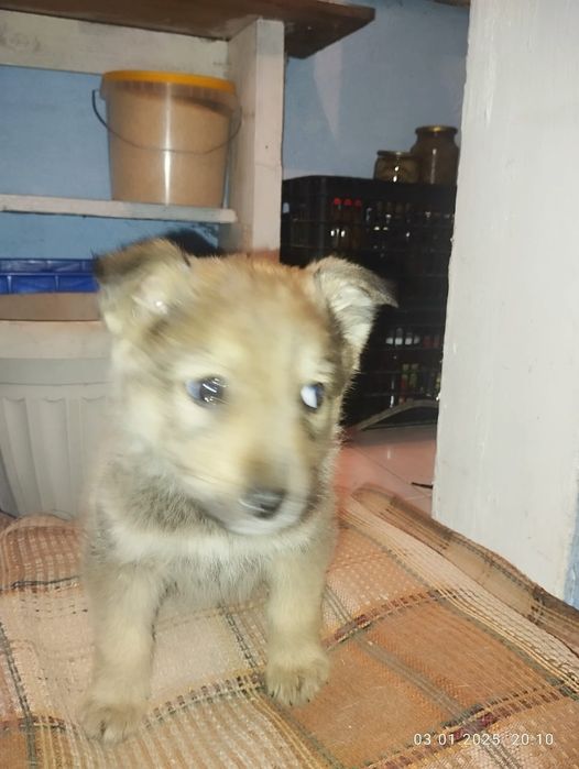 Отдадим щенка в добрые руки!