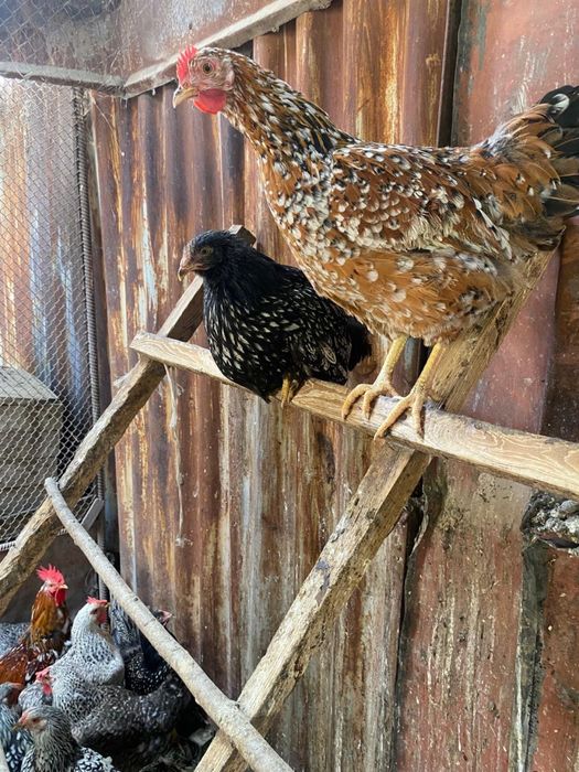 Куры разных пород