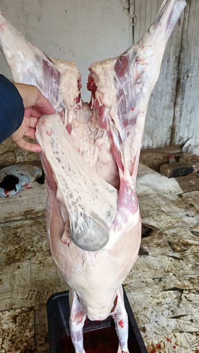 Бізде сатылымда семіз ірі марқалар бар.