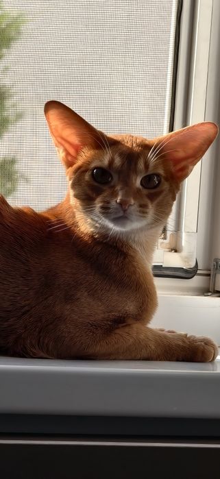 Вязка абессинского кота.