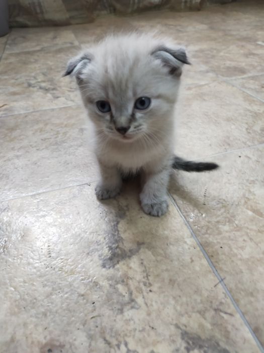 Котята британские вислоухие