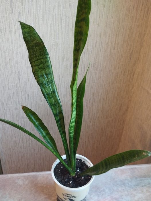 Продаю комнатные цветы 1500