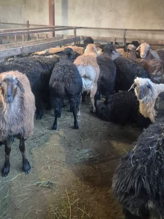 Продаю жирных баранов