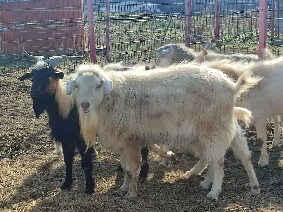 Продам козлов, коз, козлят